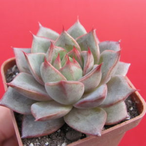 Echeveria Moranii hybr.