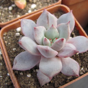 Echeveria  Blue Bird variegata