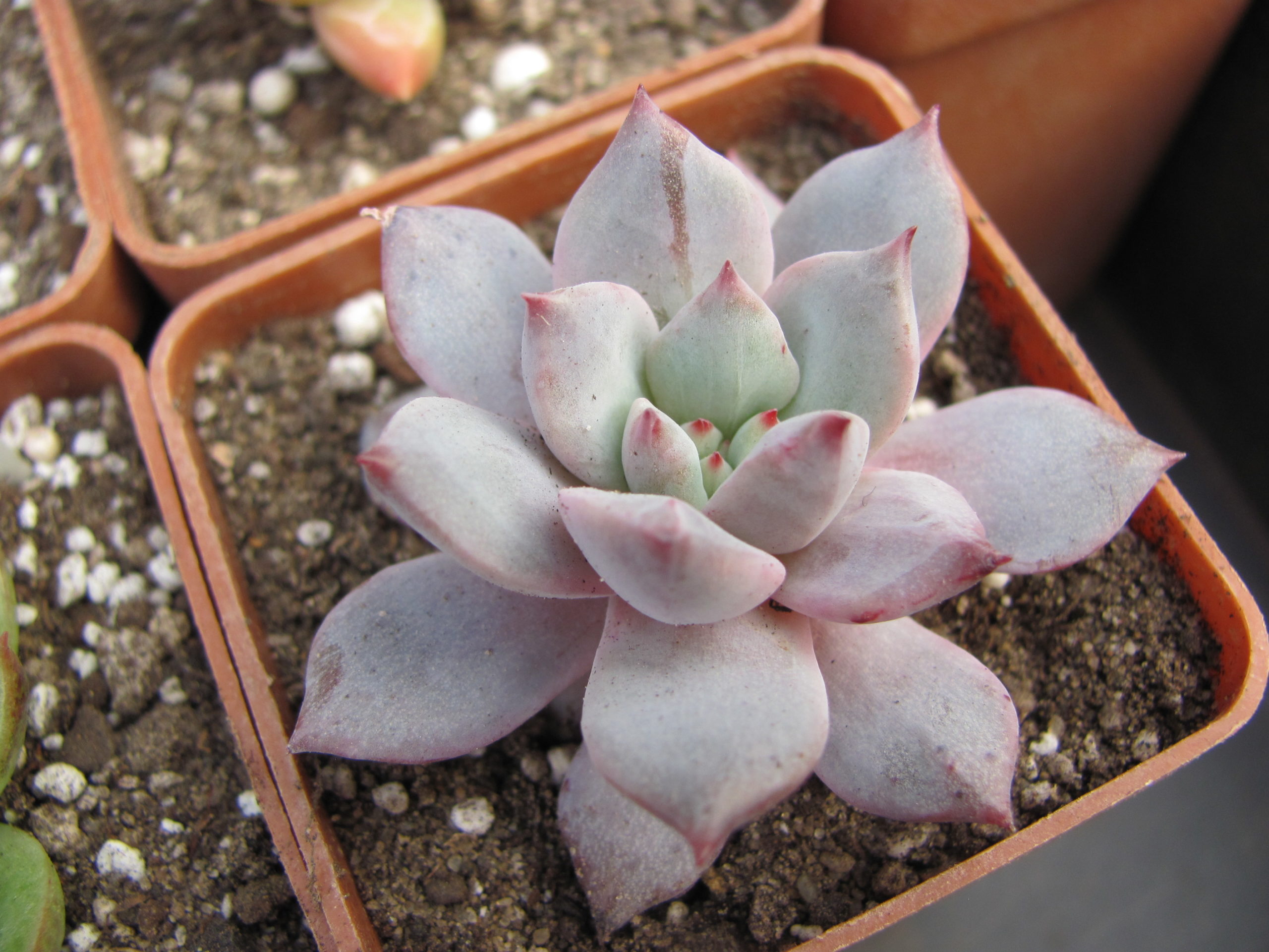 Echeveria  Blue Bird variegata