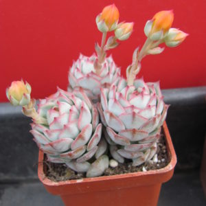 Echeveria derenbergii