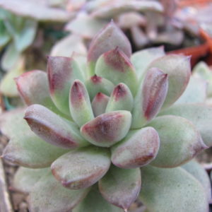 Echeveria  hybr.  53        Italy