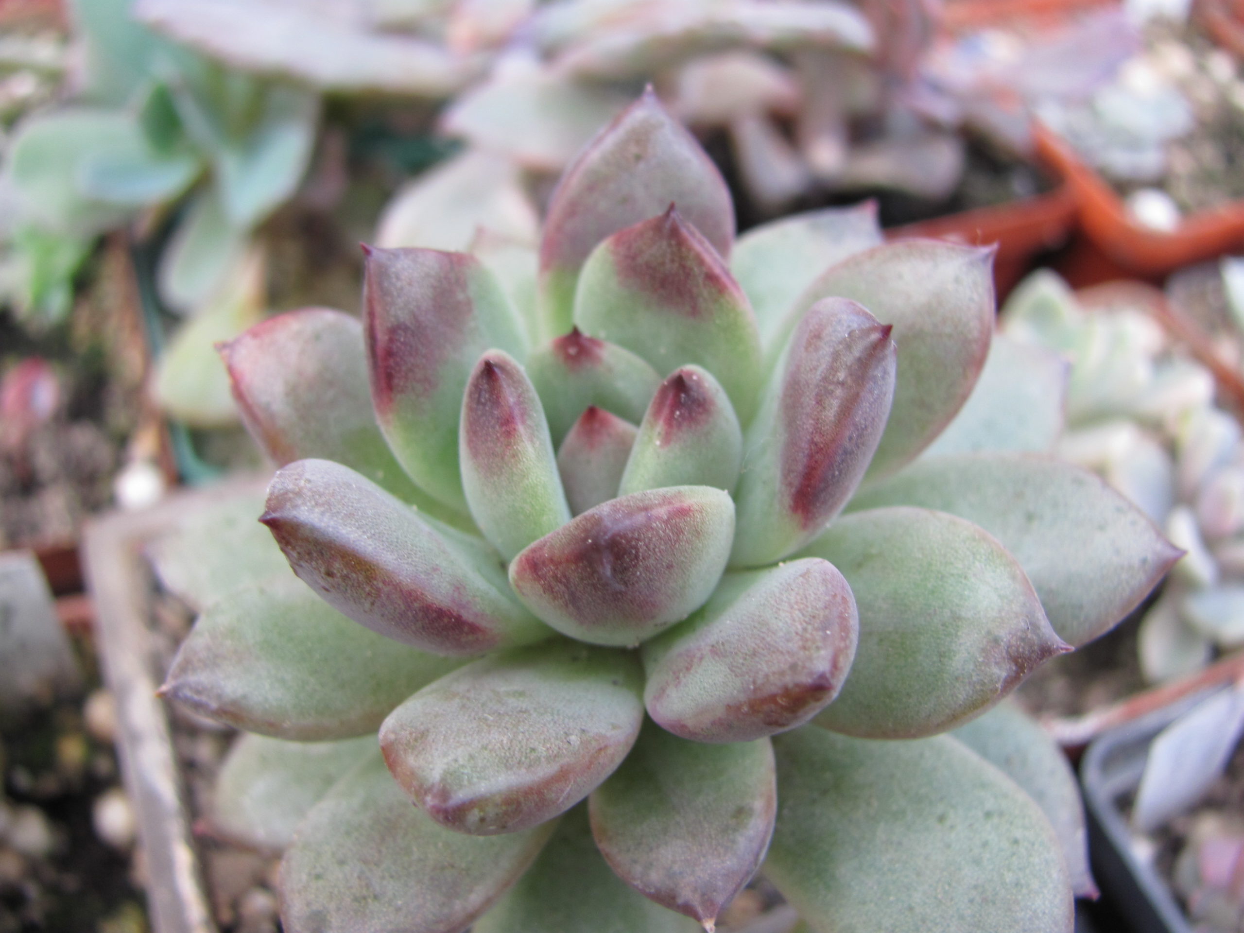 Echeveria  hybr.  53        Italy