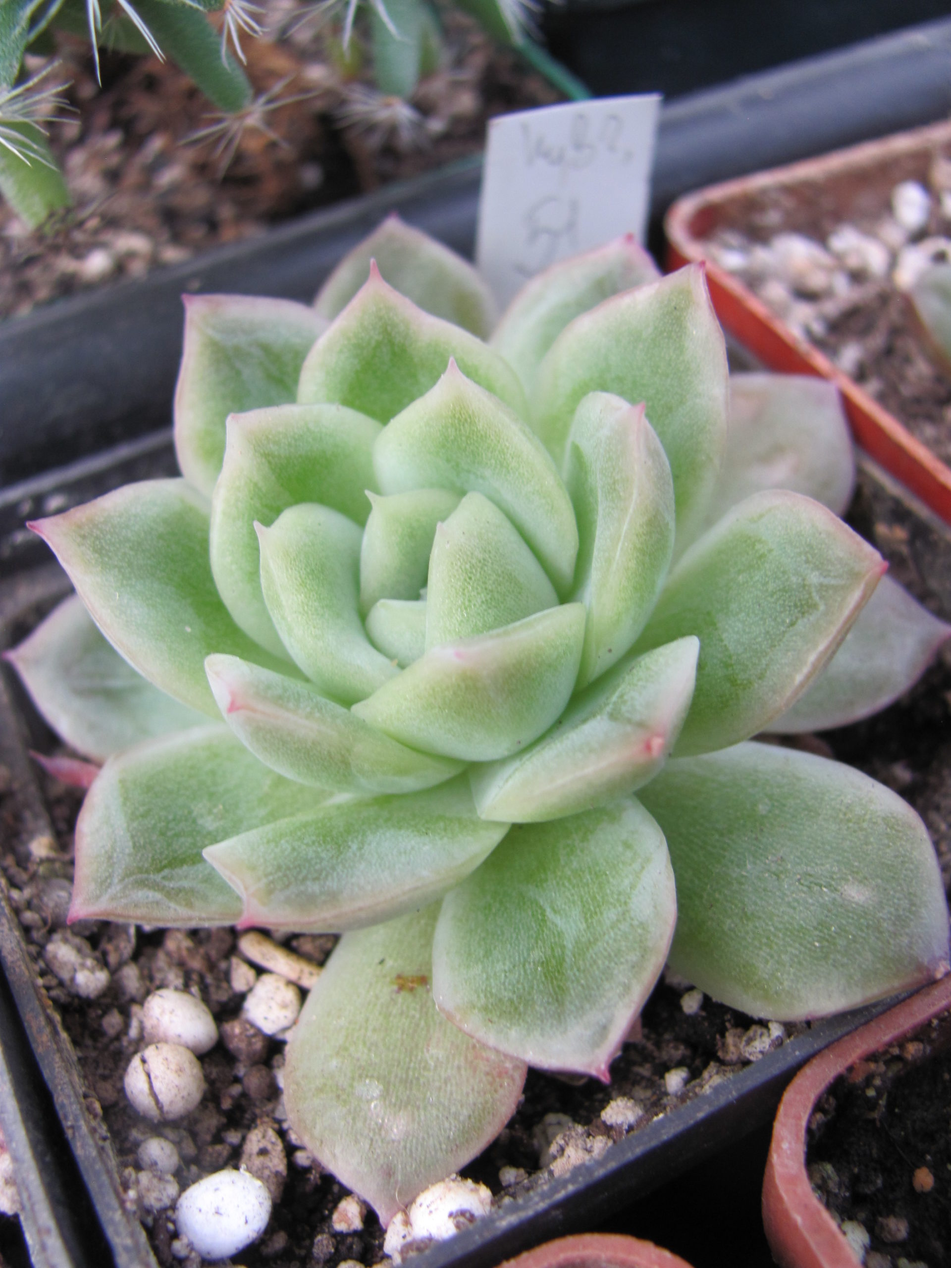 Echeveria hybr. 51 Italy