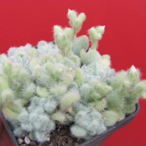 Sedum hintonii