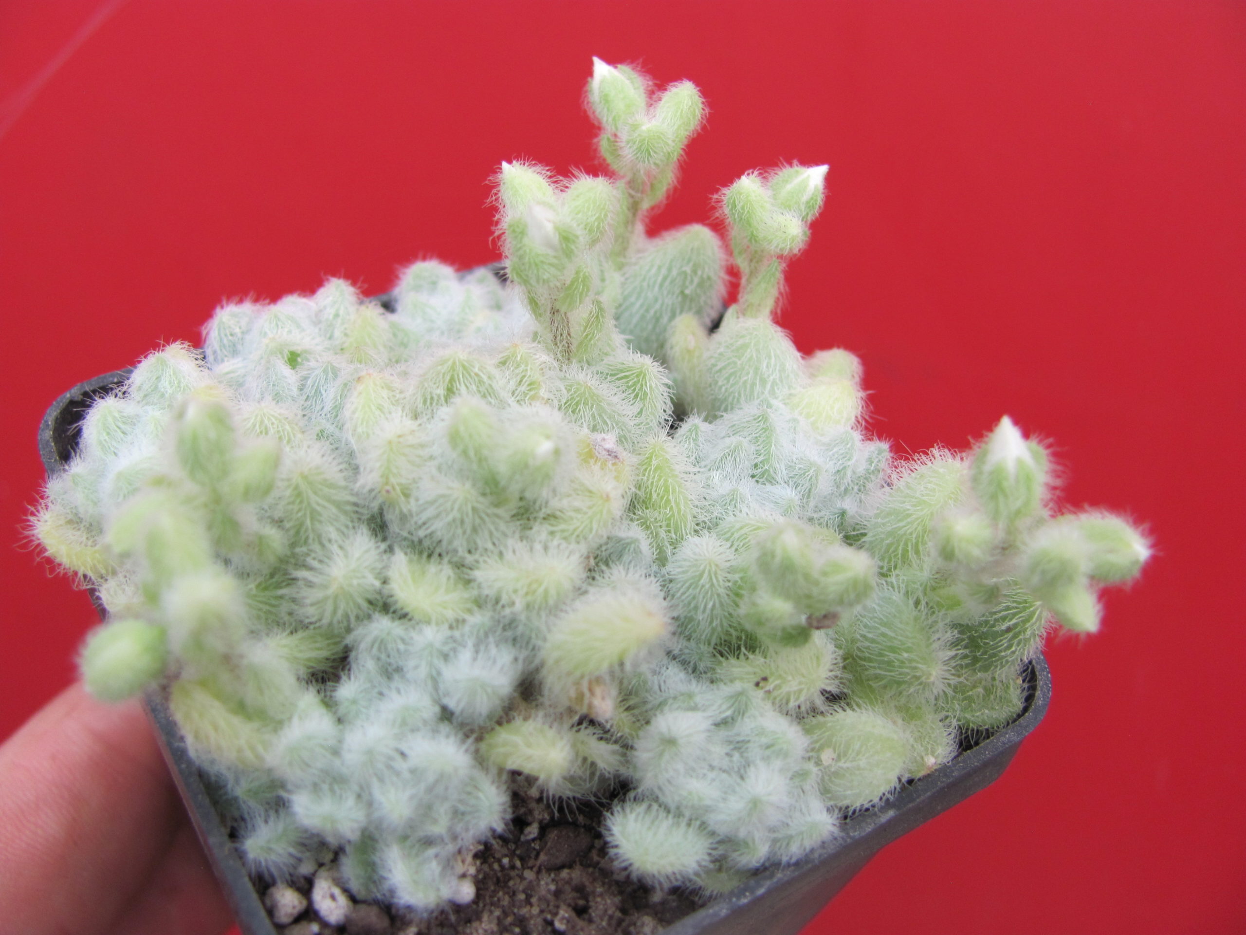 Sedum hintonii