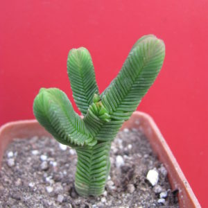 Crassula pyramidalis