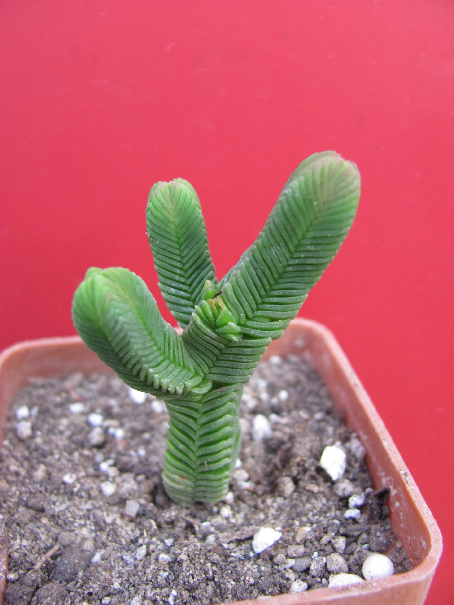 Crassula pyramidalis