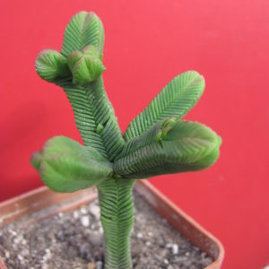 Crassula pyramidalis