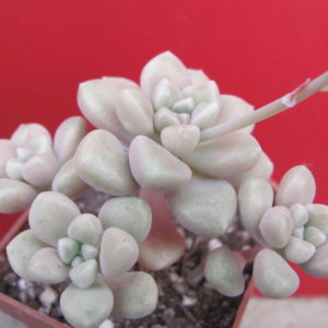 Sedum  Mendosae