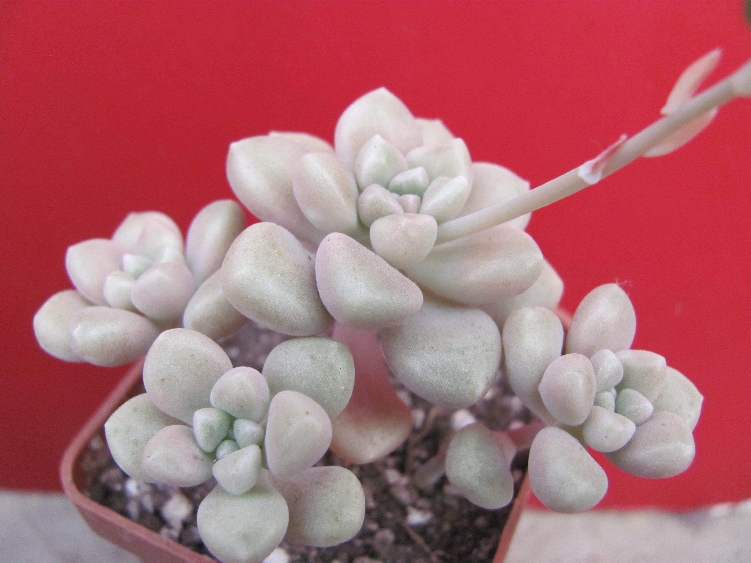 Sedum  Mendosae