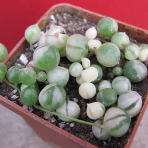 Senecio rowleyanus variegata
