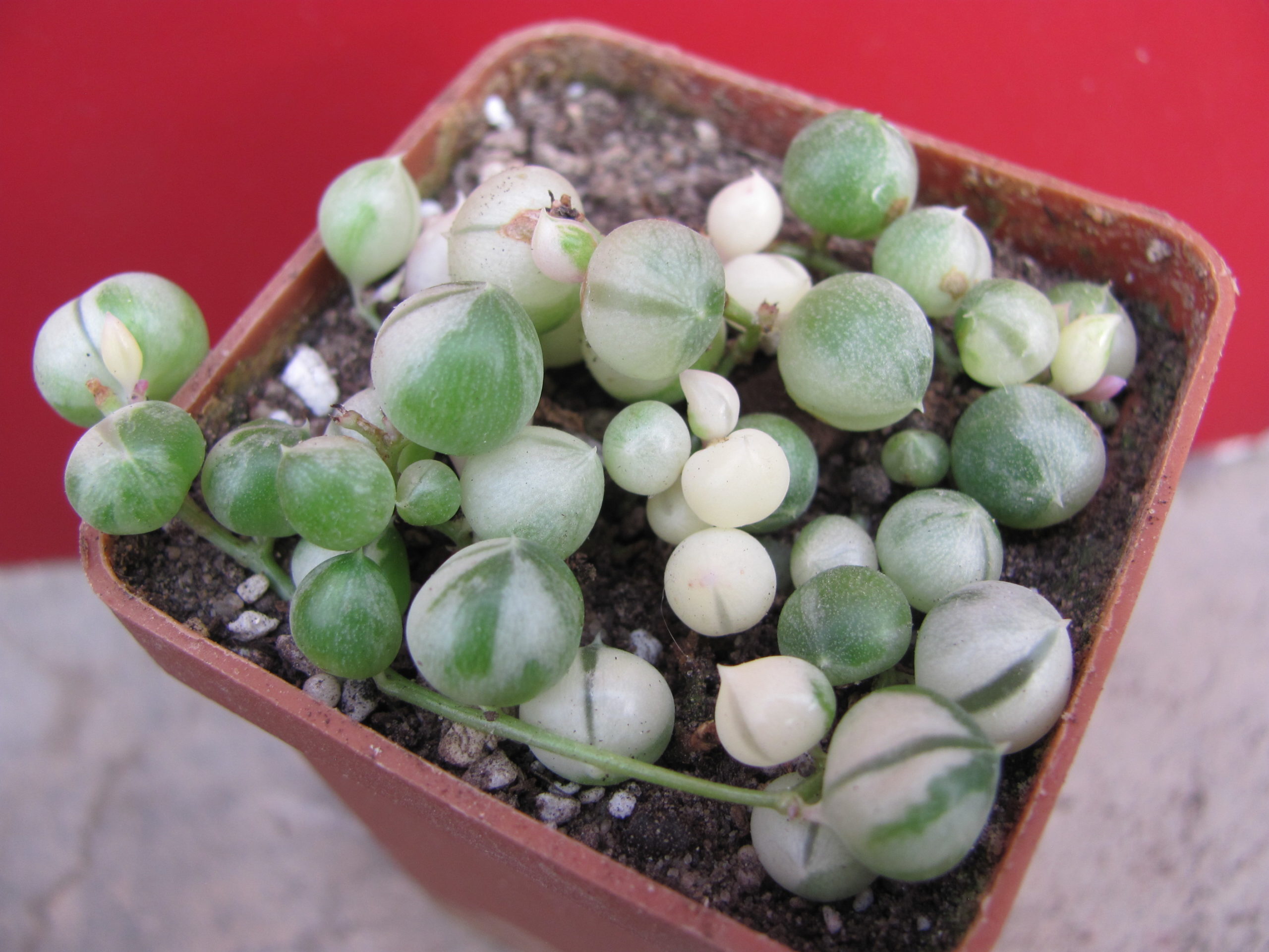 Senecio rowleyanus variegata