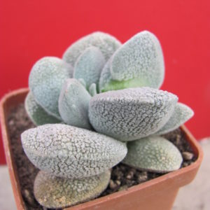Crassula tecta