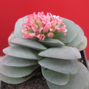 Crassula Morgans Beauty