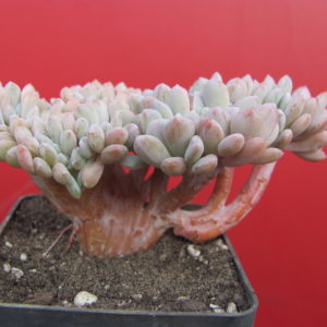 Echeveria glauca cristata