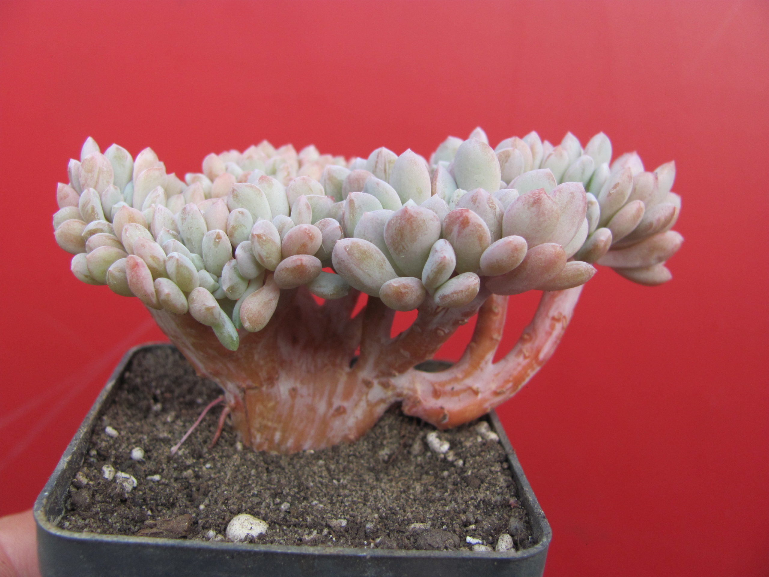 Echeveria glauca cristata