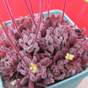 Crassula  pubescens
