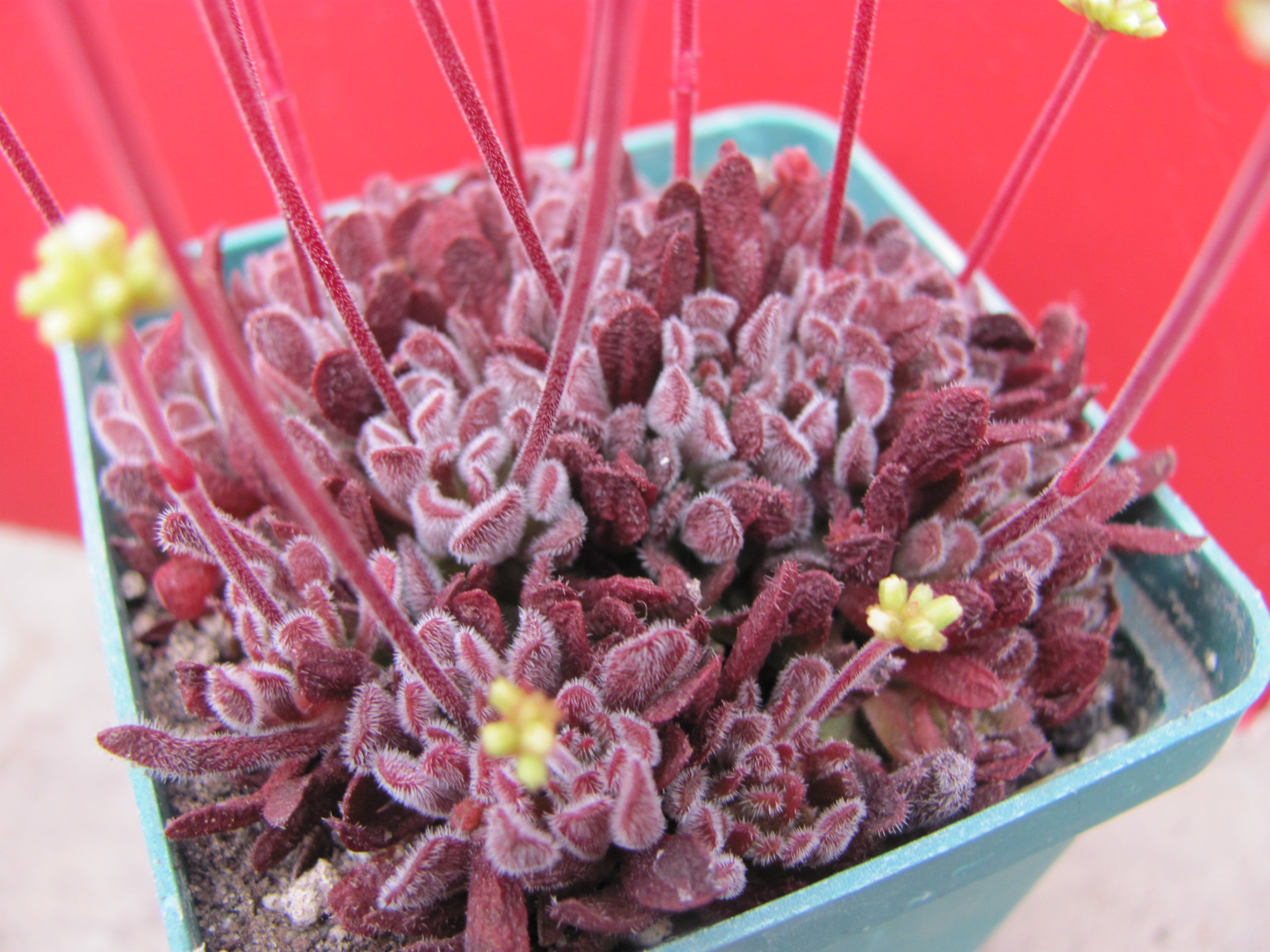 Crassula pubescens