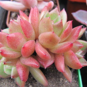 Echeveria Gilva