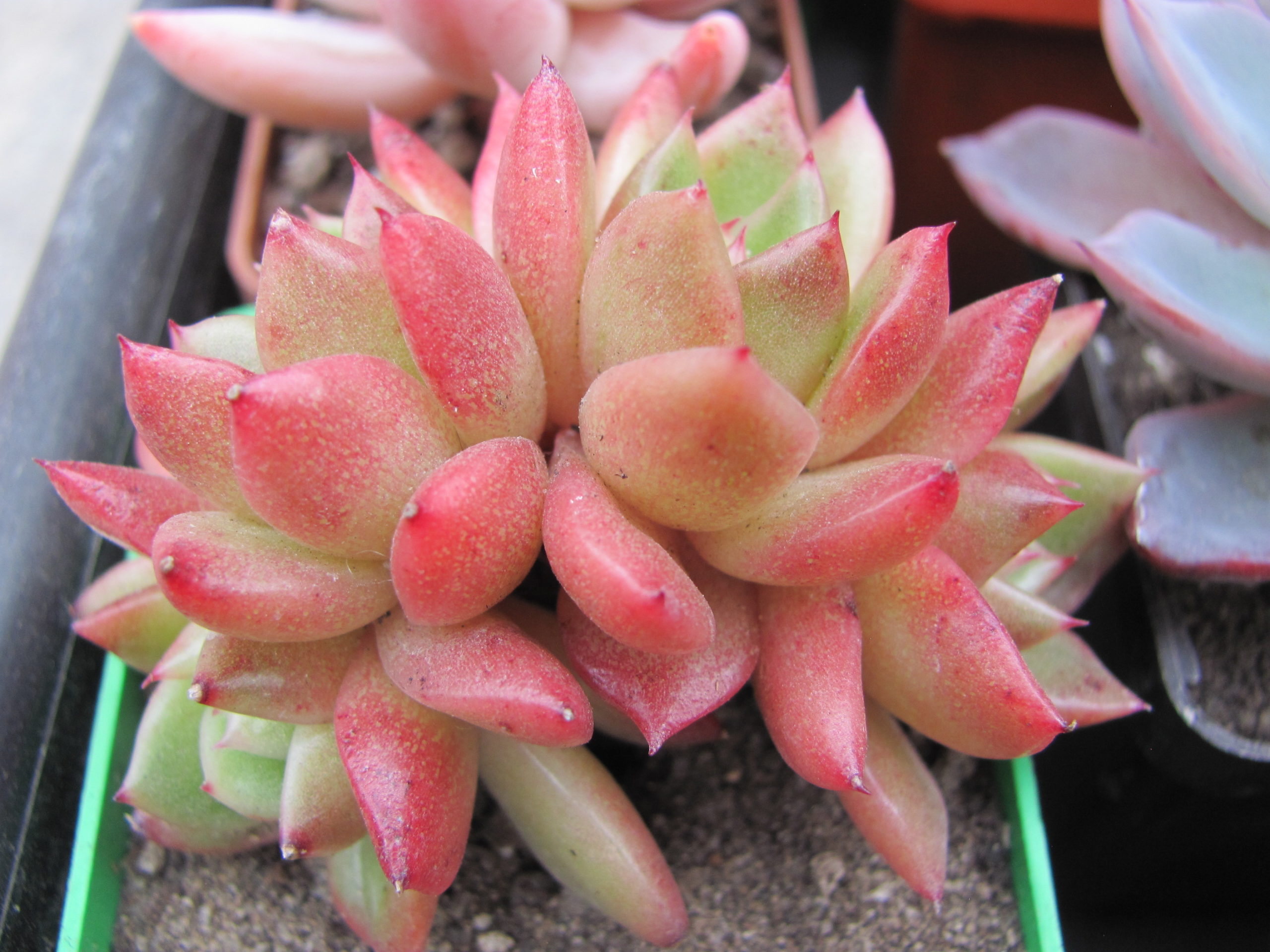 Echeveria Gilva