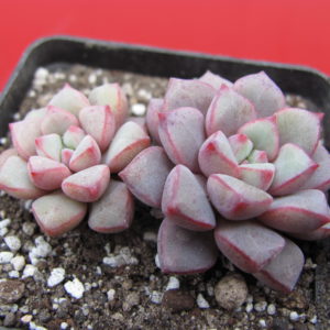 Echeveria expatriata