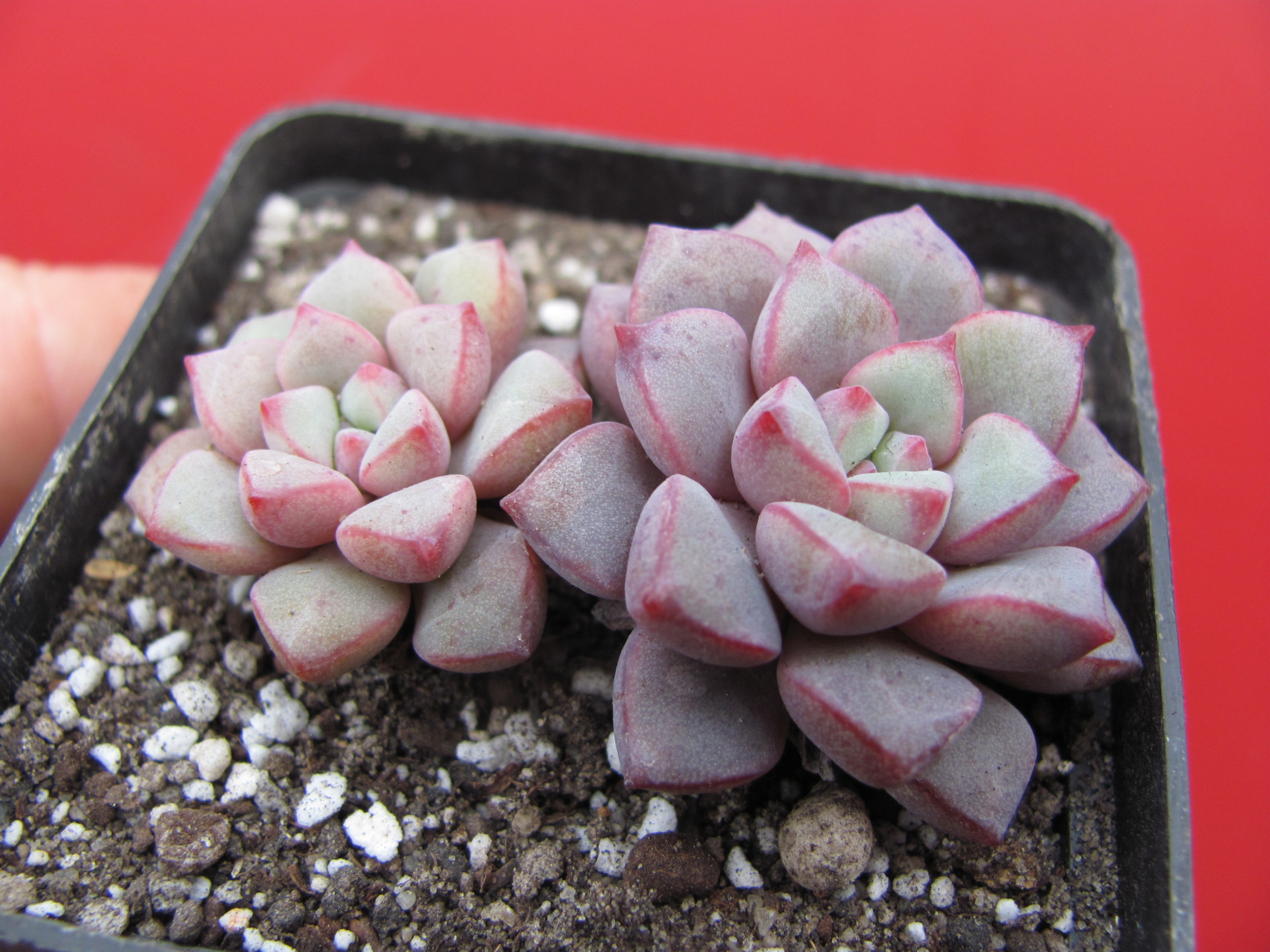 Echeveria expatriata