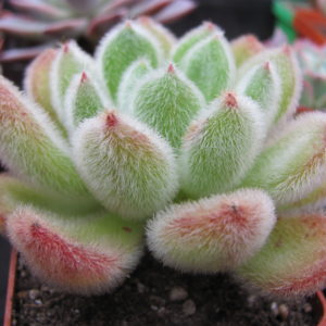 Echeveria Doris Taylor
