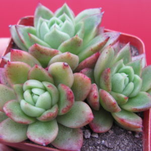 Echeveria Gilva