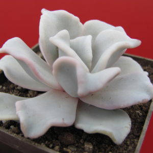 Echeveria Crispate Beauty