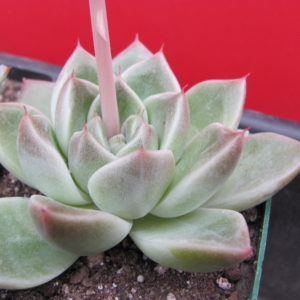 Echeveria  hybr. ( *Silver Romeo* )