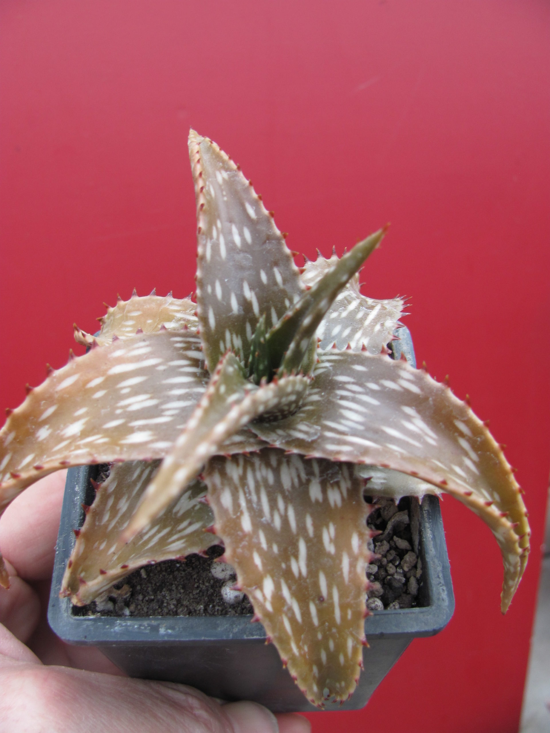 Aloe somaliense