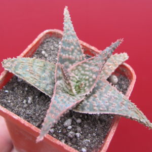 Aloe Donniae  hybr.