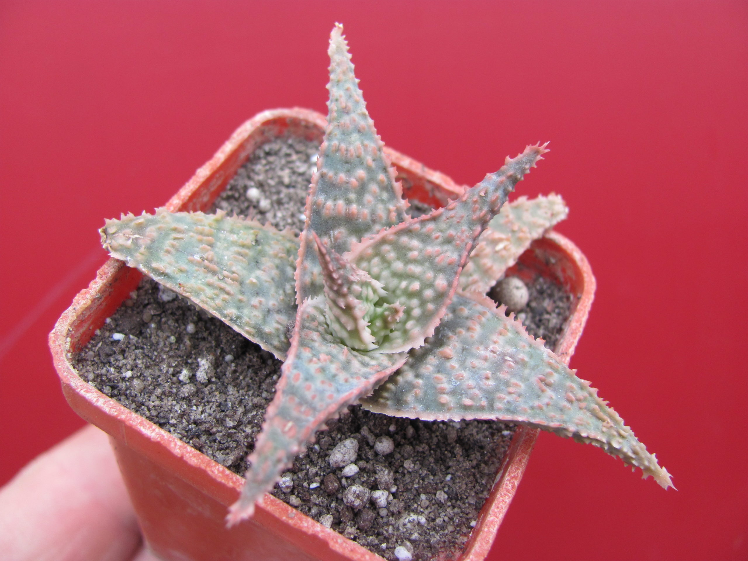 Aloe Donniae  hybr.