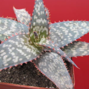 Echeveria  zebrina