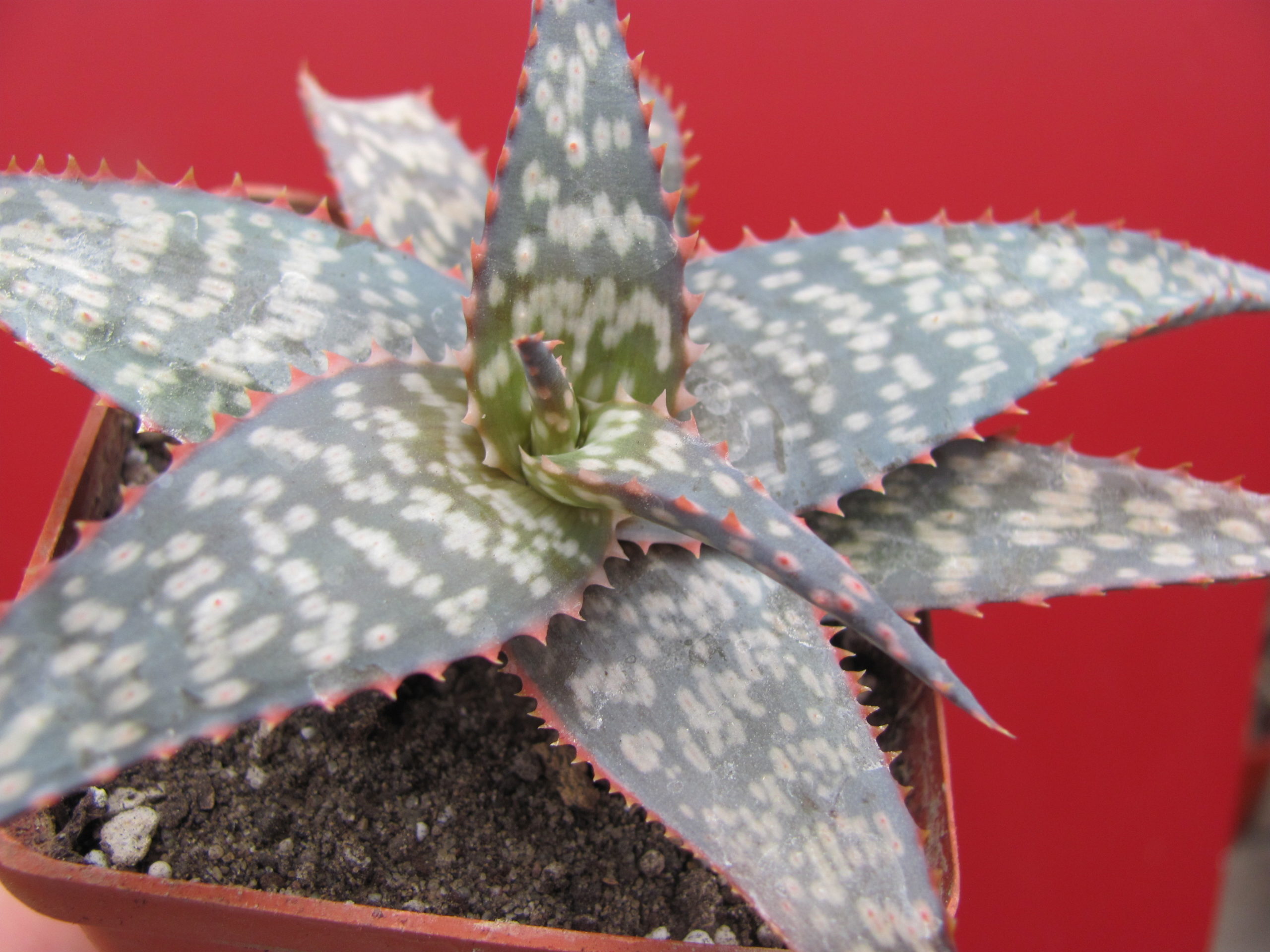 Echeveria  zebrina