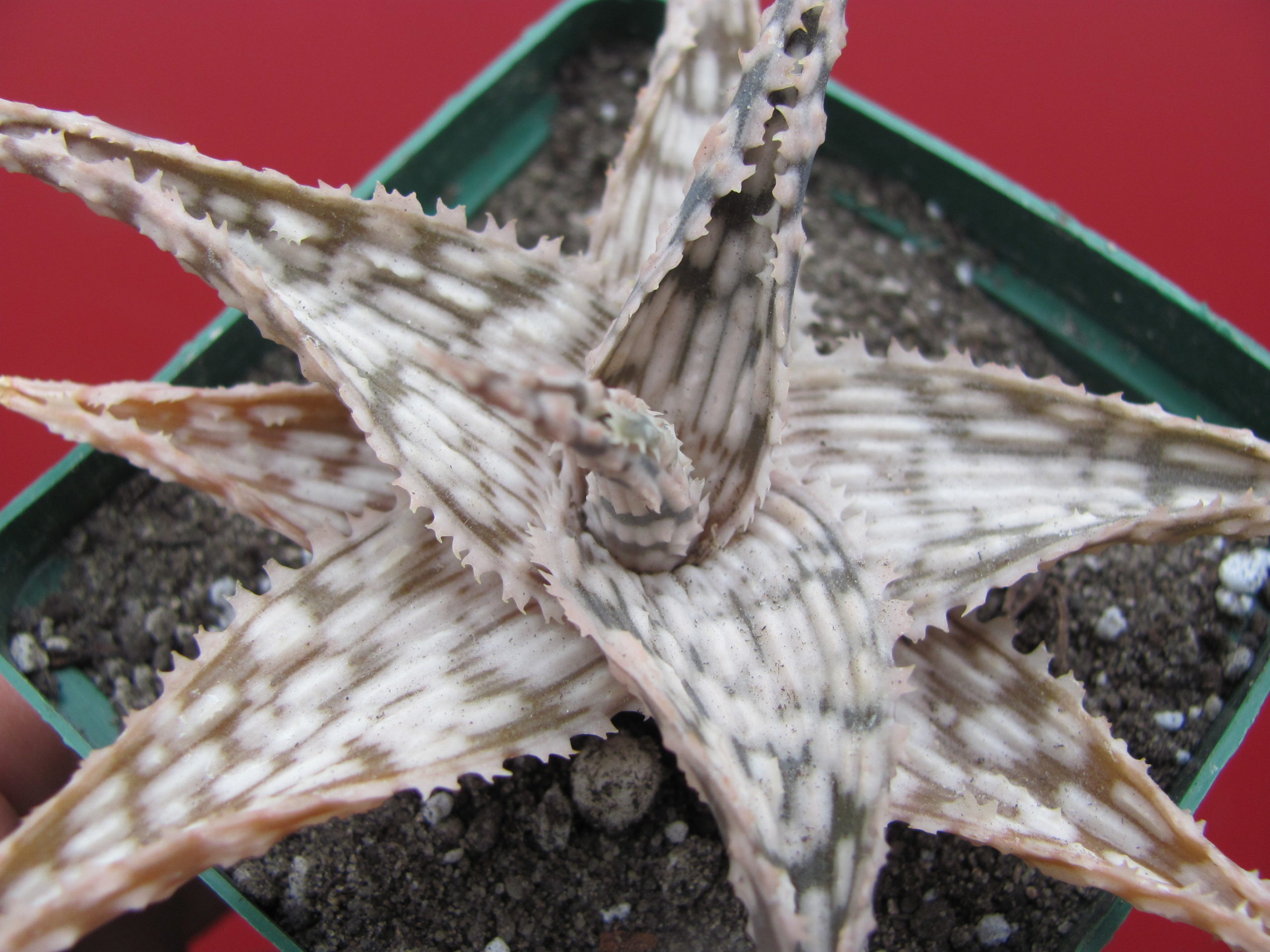 Aloe hybr.