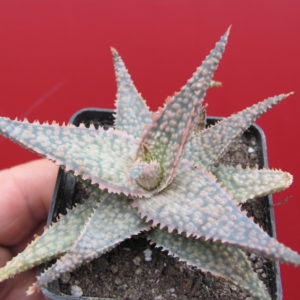 Aloe  Donniae   hybr.