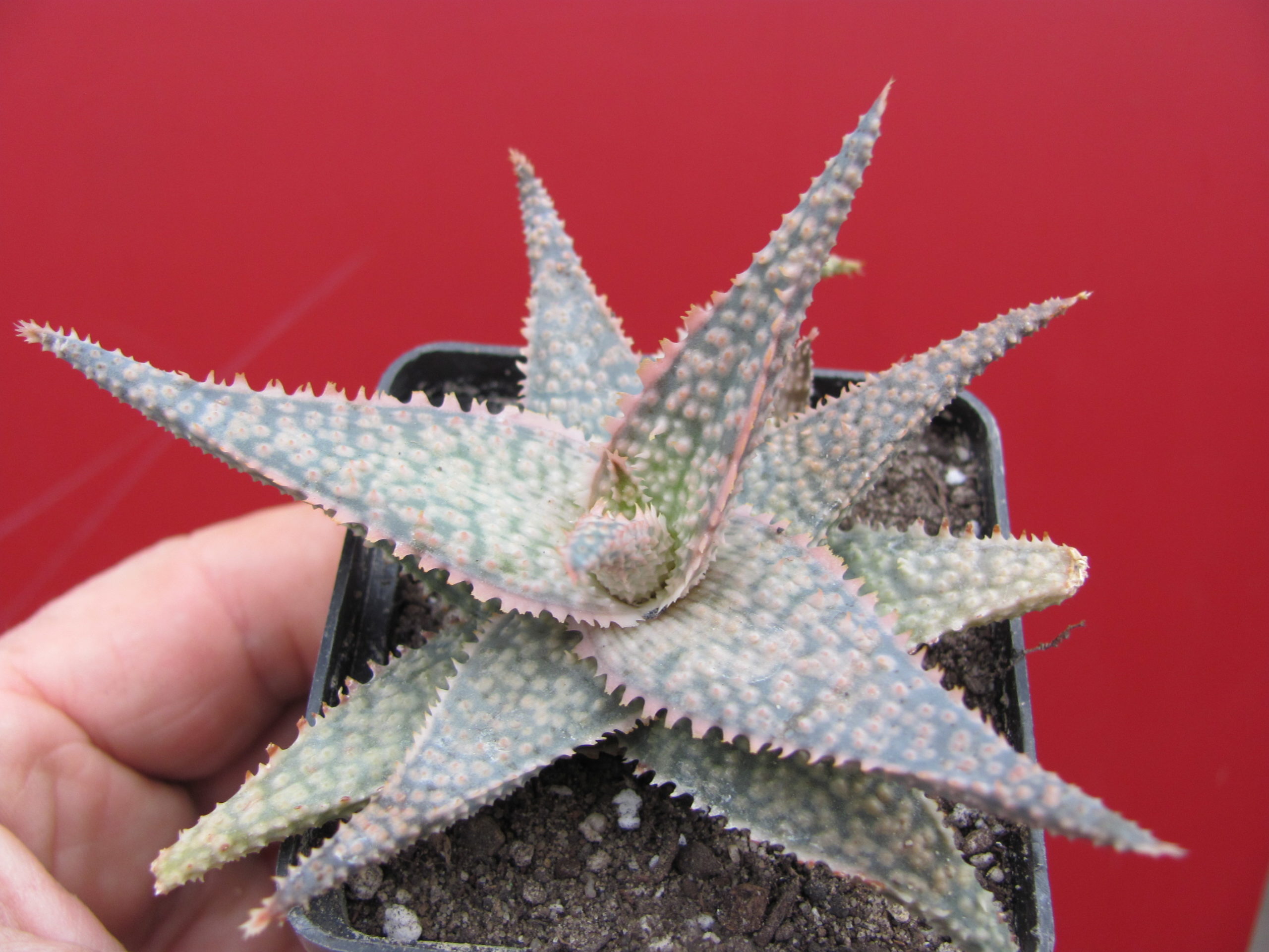 Aloe  Donniae   hybr.