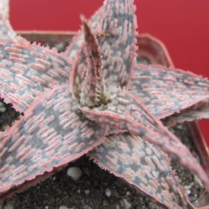 Aloe  hybr.