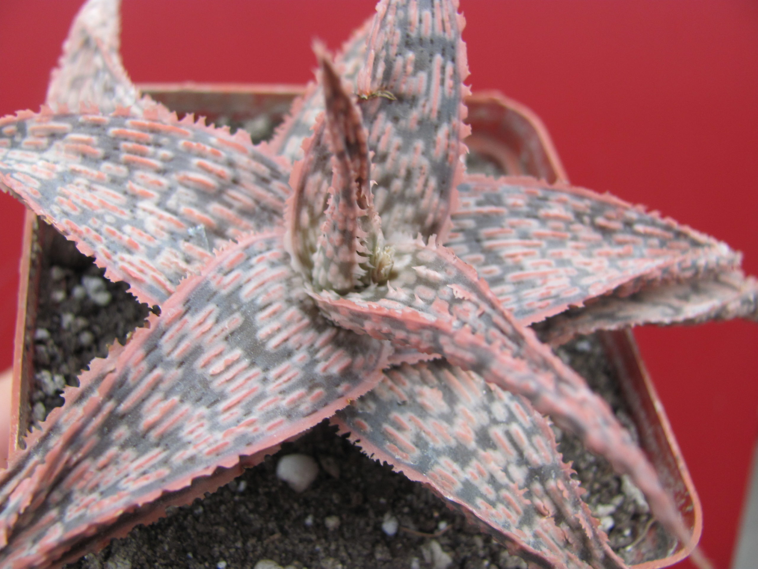 Aloe  hybr.