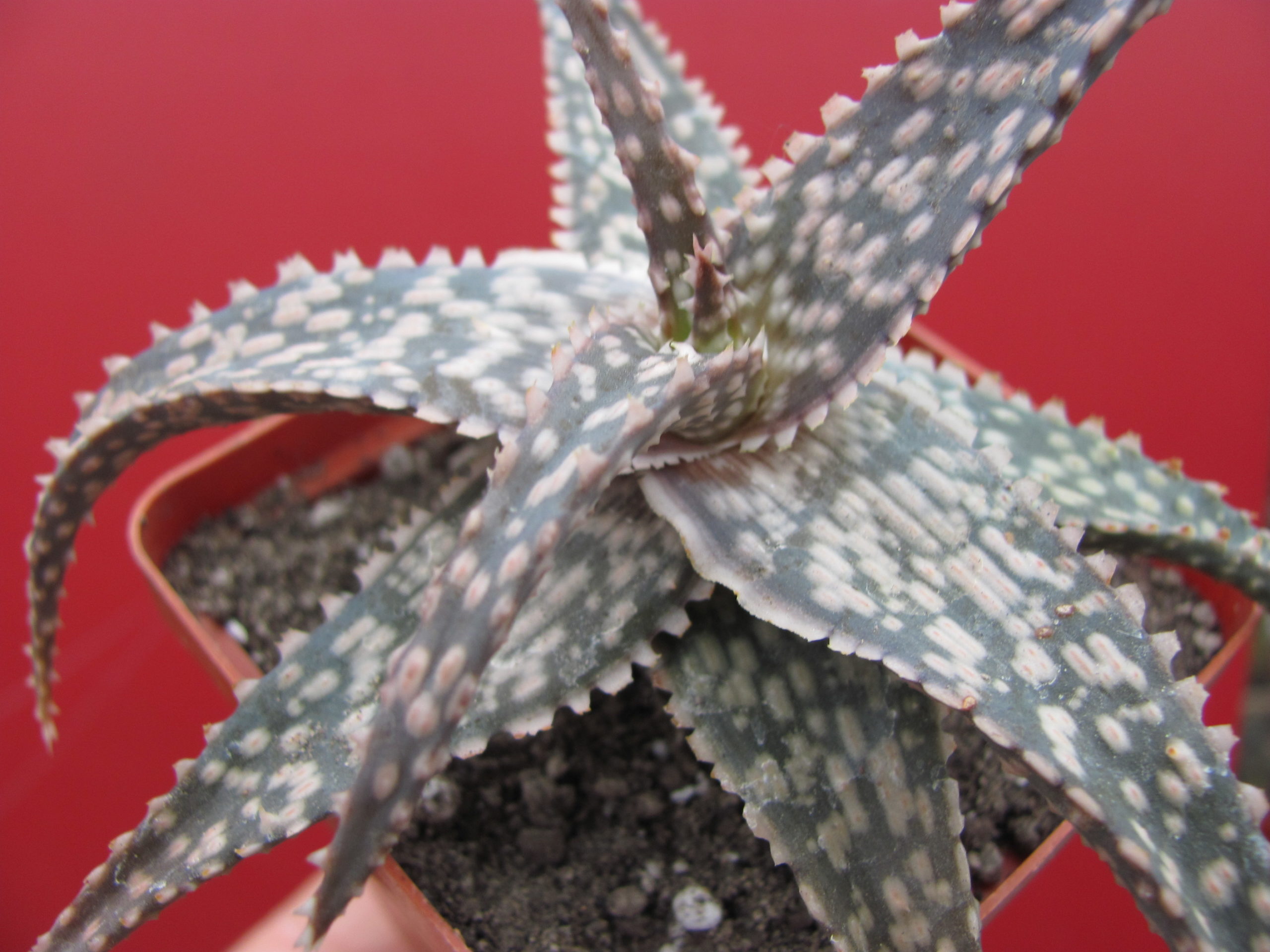 Aloe  hybr.