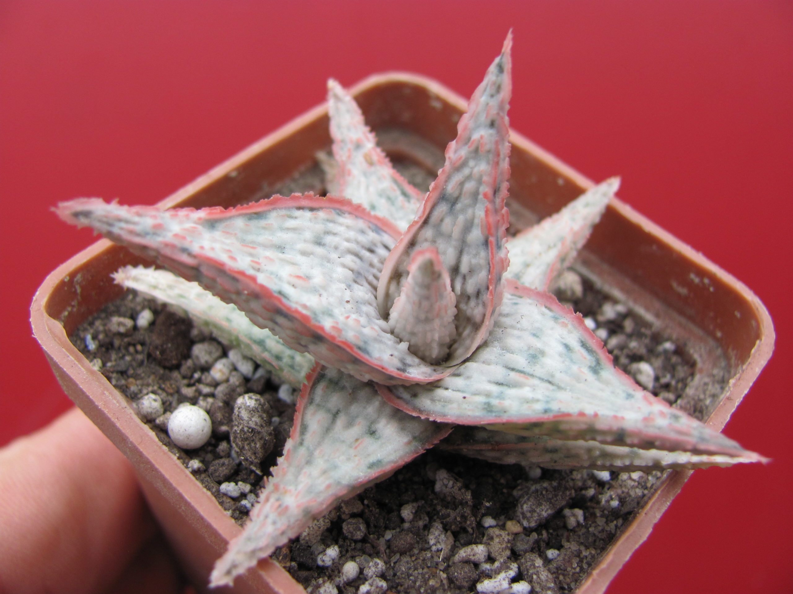 Aloe hybr.   *White*   ( hybrid Lipskiy )