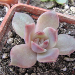 Echeveria  *Dark Chocolate*