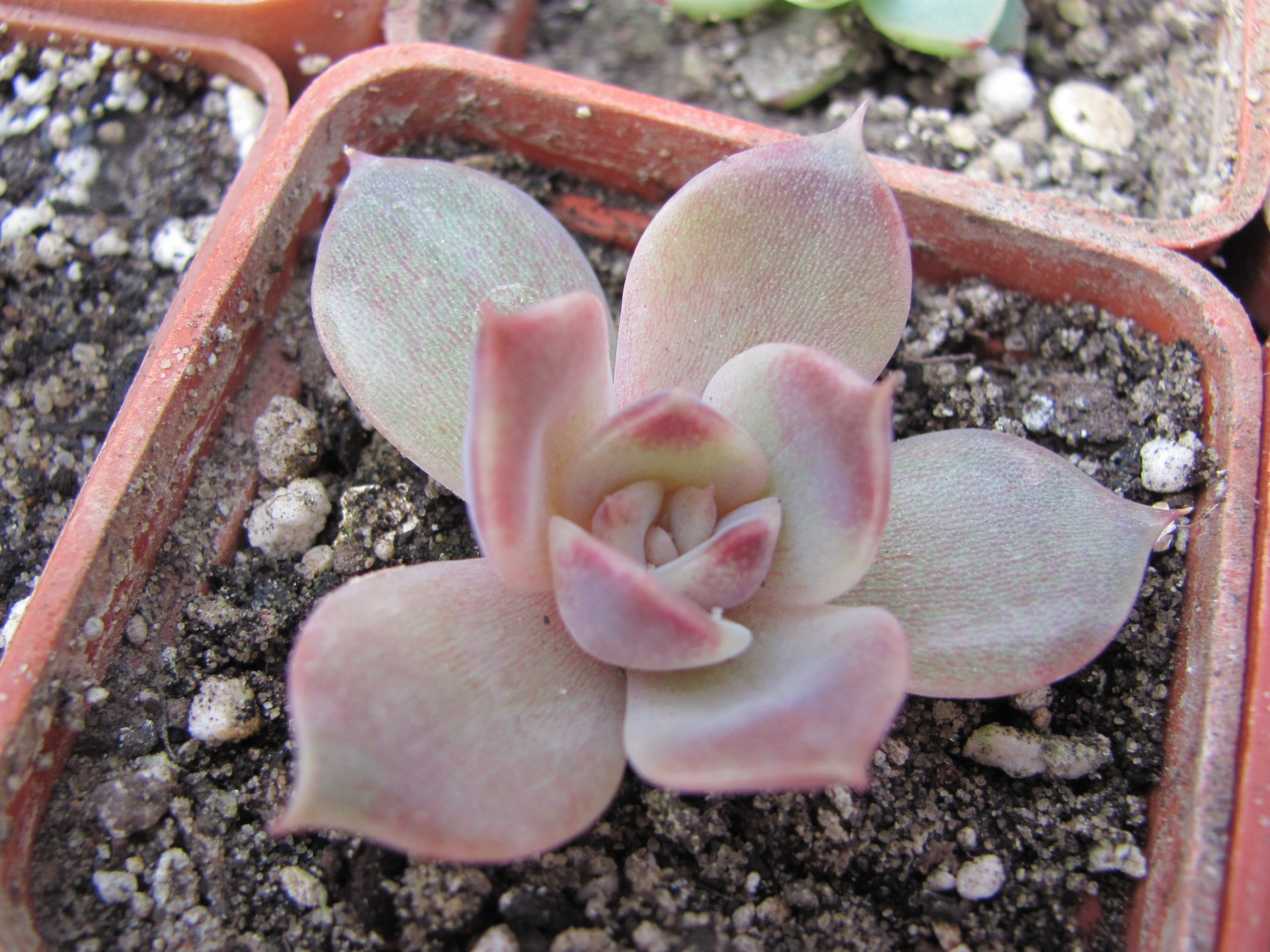 Echeveria  *Dark Chocolate*