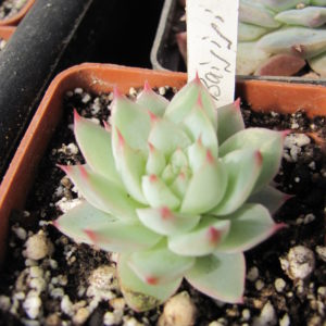 Echeveria  Baijiji    China