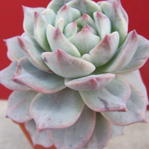 Echeveria   Blue Bird variegata
