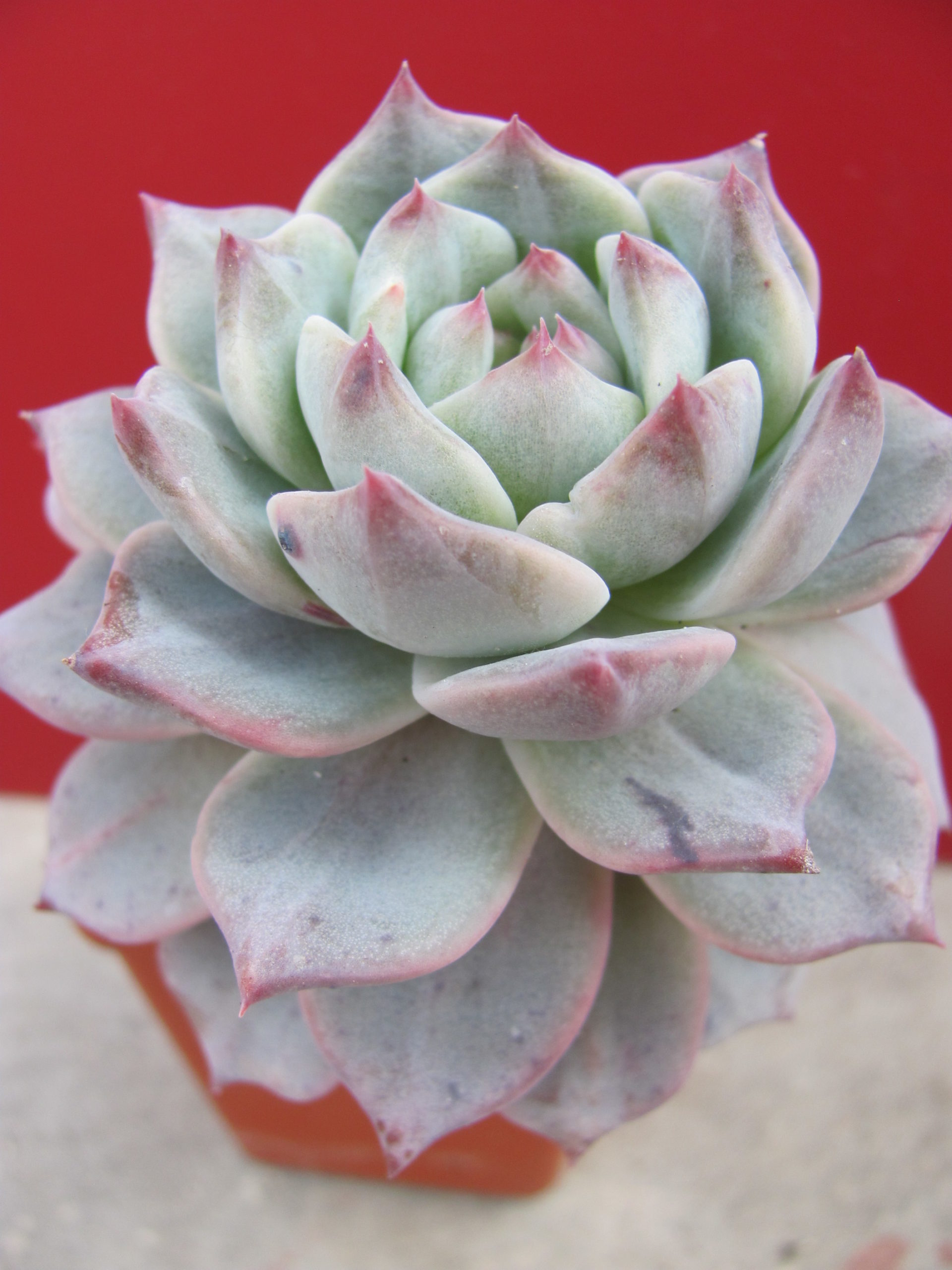 Echeveria   Blue Bird variegata