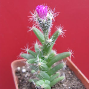 Trichodiadema densum