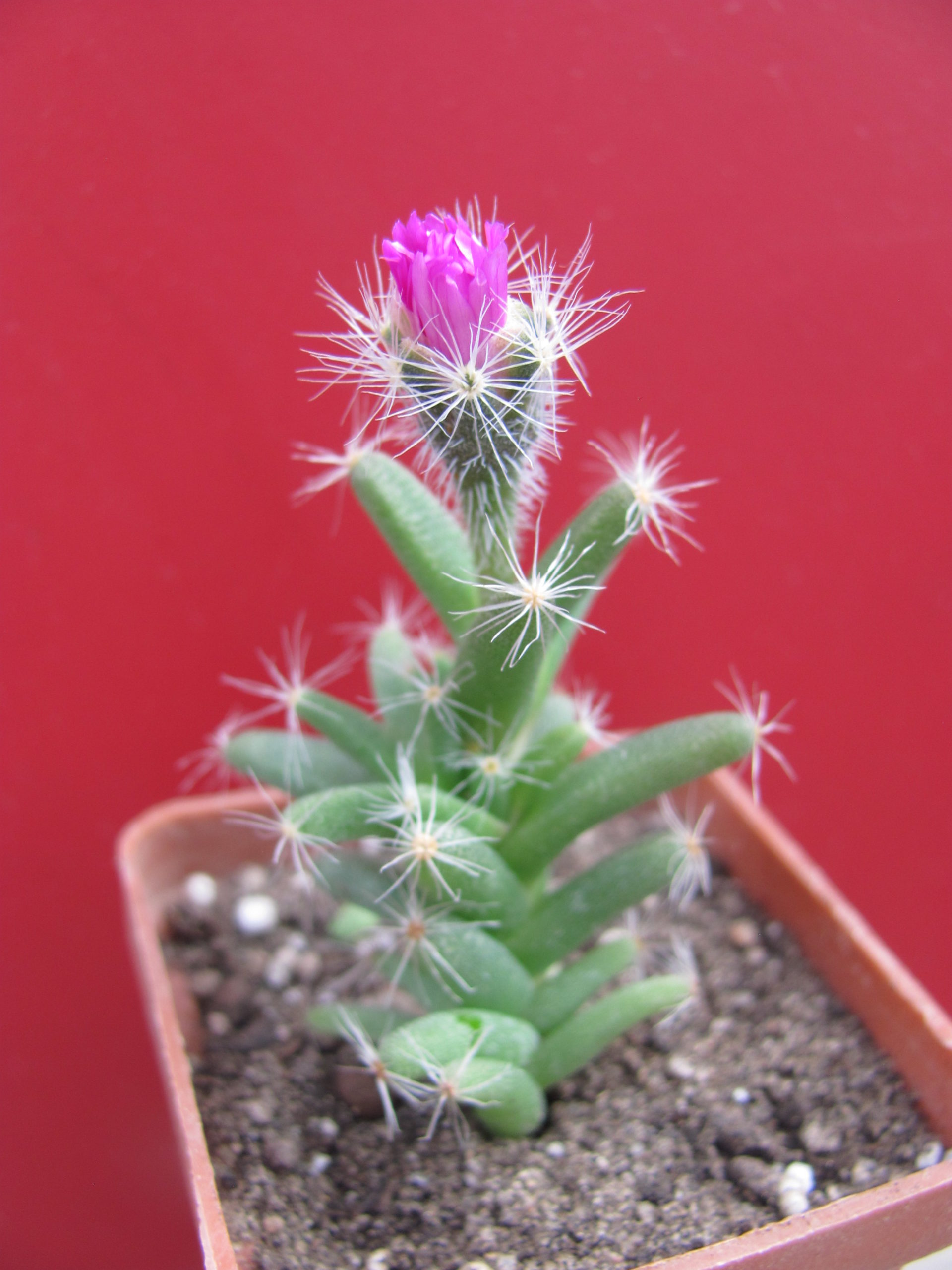 Trichodiadema densum