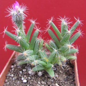 Trichodiadema densum